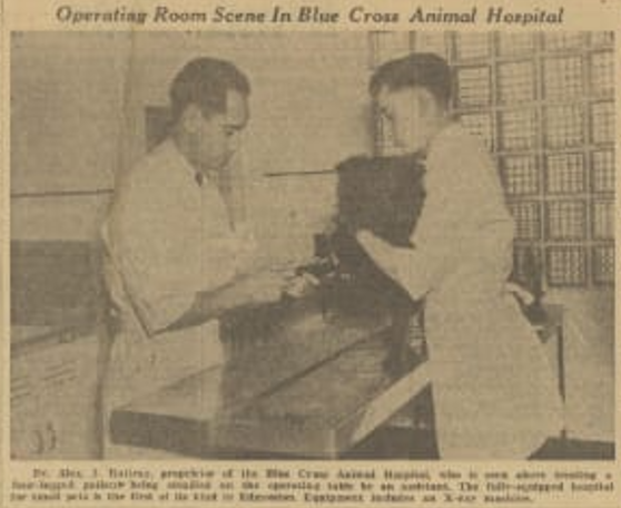 Operating room scene at Blue Cross Animal Hospital