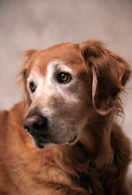 Senior Golden Retriever