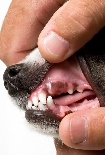 Puppy Gums