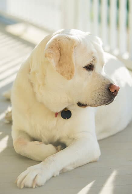 labrador retriever lying on a porch