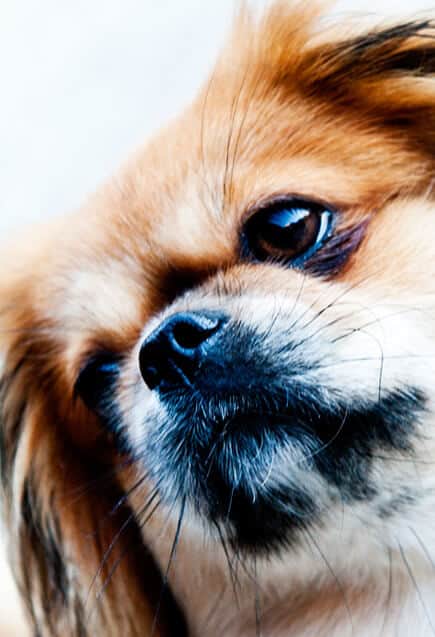 Pekingese Portrait