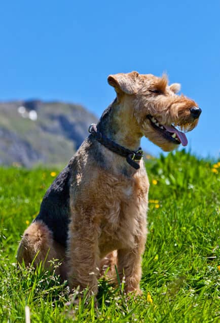 Welsh Terrier