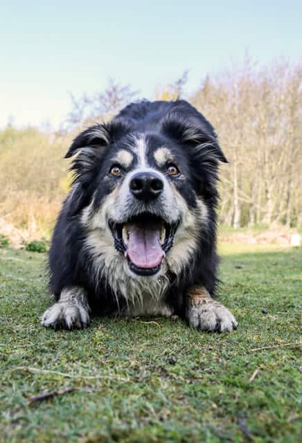 Border Collie ready to play